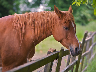 Image showing Brown Horse