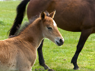 Image showing Foal standing in a field 