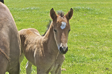 Image showing Young Foal 