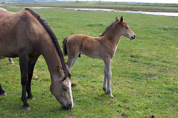 Image showing A Young Horse Foal Filly Standing in a Field Meadow