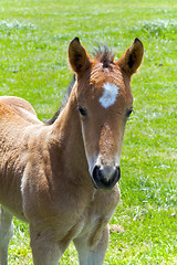 Image showing A Young Horse Foal Filly Standing in a Field