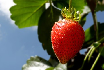 Image showing strawberry plant