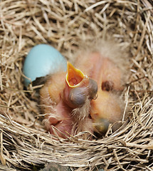 Image showing Close-Up Of Just Hatched Robin Chicks