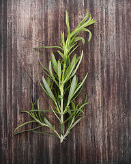 Image showing Branch Of Rosemary