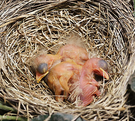 Image showing Close-Up Of Just Hatched Robin Chicks