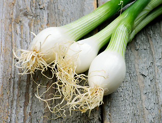 Image showing Spring Onion