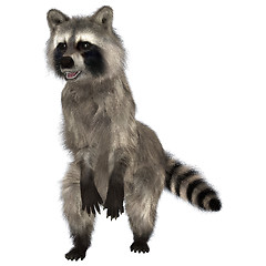 Image showing Raccoon