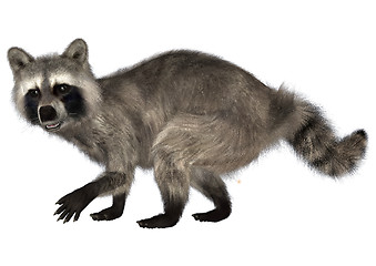 Image showing Raccoon