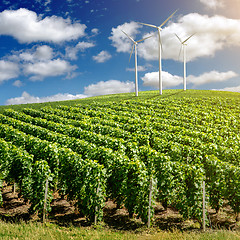 Image showing Vineyard landscape with wind generators