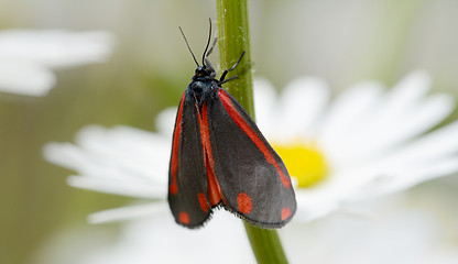 Image showing Red and black cinnabar moth 