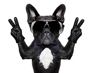 Image showing cool dog