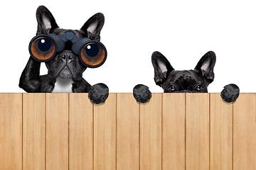 Image showing two nosy dogs 