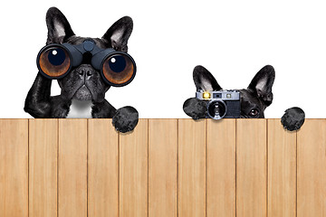 Image showing two nosy dogs 