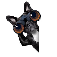 Image showing dog looking through binoculars 