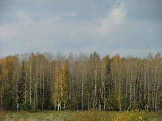 Image showing batch of straight trees