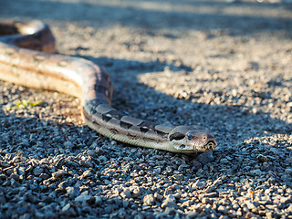 Image showing Boa constrictor