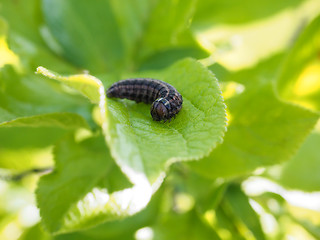 Image showing Caterpillar on leaf