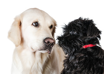 Image showing Labrador retriever and miniature schnauzer,  is isolated on a wh