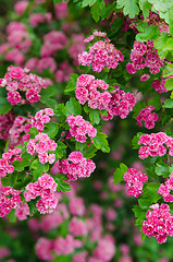 Image showing Blossoming hawthorn , close-up