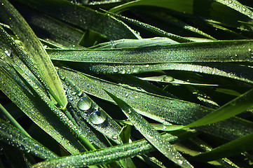 Image showing Drops of water and grass