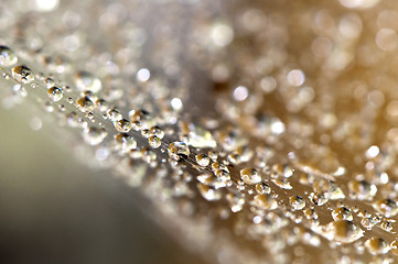 Image showing Water drops