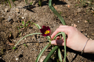 Image showing hand of woman to red tulips in the garden 