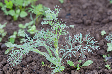 Image showing Dewy dill plant with water drops in fertile soil 