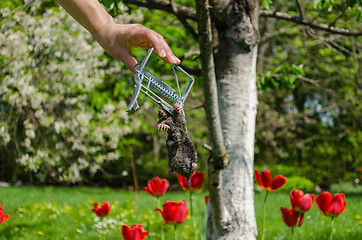 Image showing hand and dead mole iron trap on garden background 