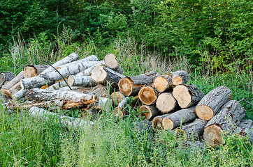 Image showing stack of logs in grass at edge of summer forest 