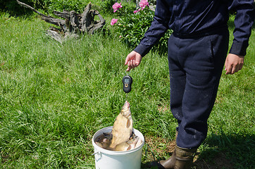 Image showing fisher measure biggest fish weight 