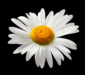 Image showing Chamomile isolated on black background