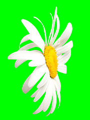 Image showing White chamomile on green. Close-up view
