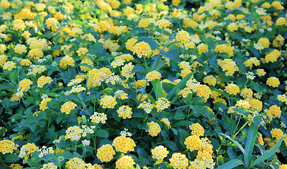 Image showing yellow flowers