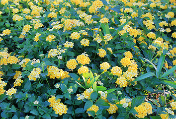 Image showing yellow flowers