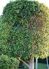 Image showing green tree