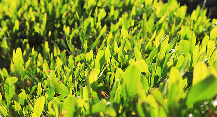 Image showing green grass