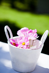 Image showing Pink daisy flowers