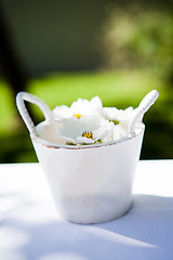 Image showing White daisy flowers in bucket