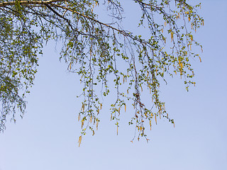 Image showing Branches of birch