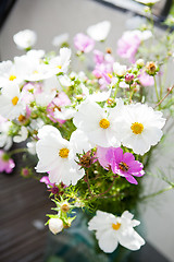 Image showing Pink and white daisy flowers