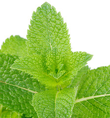 Image showing Mint Leaves