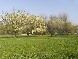 Image showing Meadow with apple-trees