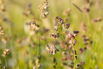 Image showing Tall plants grass bending by the wind