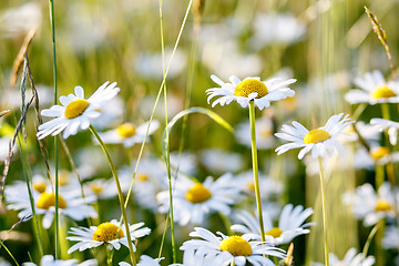 Image showing daisy flower field