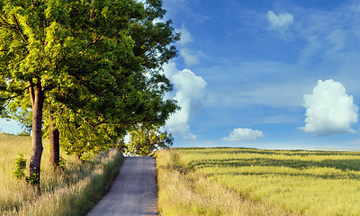 Image showing rural path with trees next to meadows