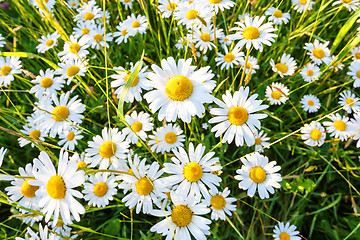 Image showing daisy flower field