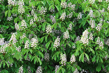 Image showing Blossoming of chestnut-tree