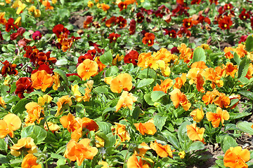 Image showing Group of red and orange pansys