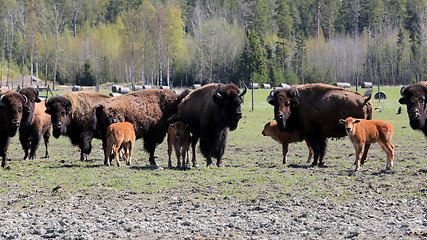 Image showing Herd of American Bisons grazing at Spring