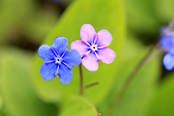 Image showing Blue and Pink Flowers of Omphalodes verna